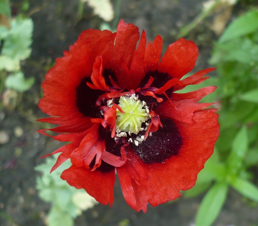 Image of Papaver somniferum specimen.