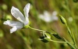 Linum usitatissimum. Верхушка побега с цветком, бутоном и невызревшим плодом. Германия, г. Дюссельдорф, Ботанический сад университета. 03.07.2014.