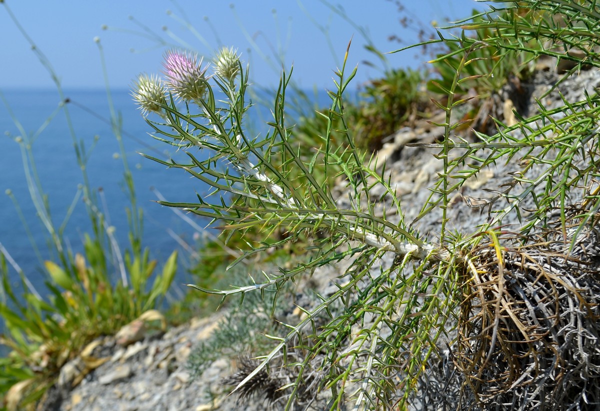 Image of Lamyra echinocephala specimen.