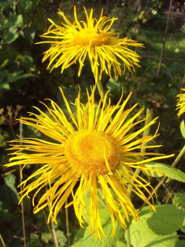 Image of Telekia speciosa specimen.