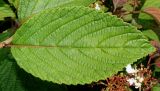 Viburnum plicatum