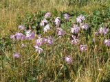 Dianthus hoeltzeri