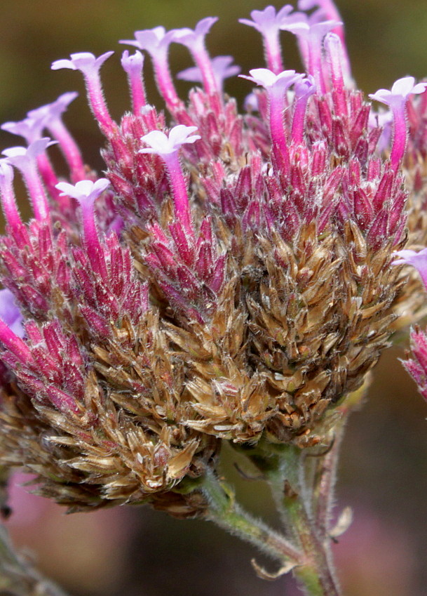 Image of Verbena bonariensis specimen.