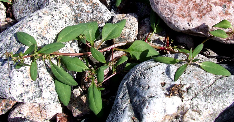 Image of Atriplex kuzenevae specimen.