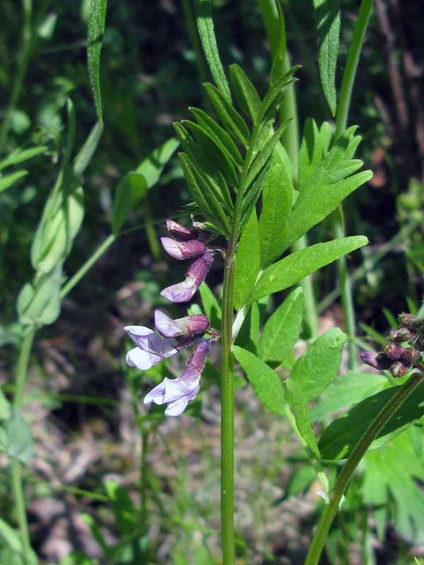 Изображение особи Vicia sepium.