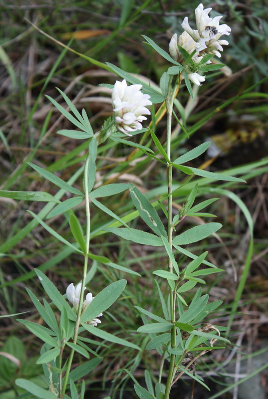 Изображение особи Trifolium lupinaster.