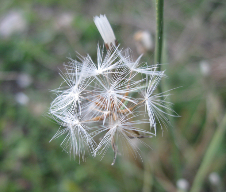 Image of Chondrilla juncea specimen.