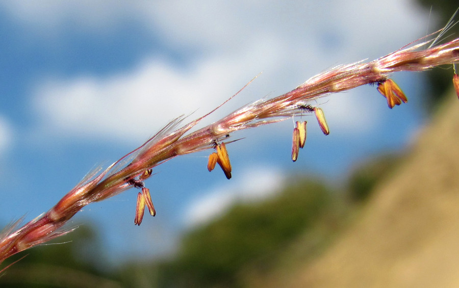 Изображение особи Miscanthus sinensis.