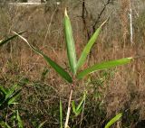 Pseudosasa japonica. Верхушка побега. Краснодарский край, Сочи, окр. Хосты, рудеральное место. 22.02.2015.