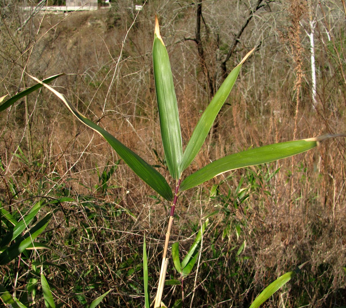 Image of Pseudosasa japonica specimen.