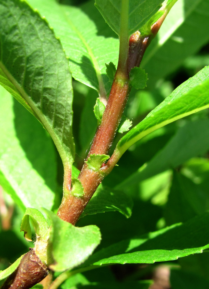 Image of Salix caucasica specimen.