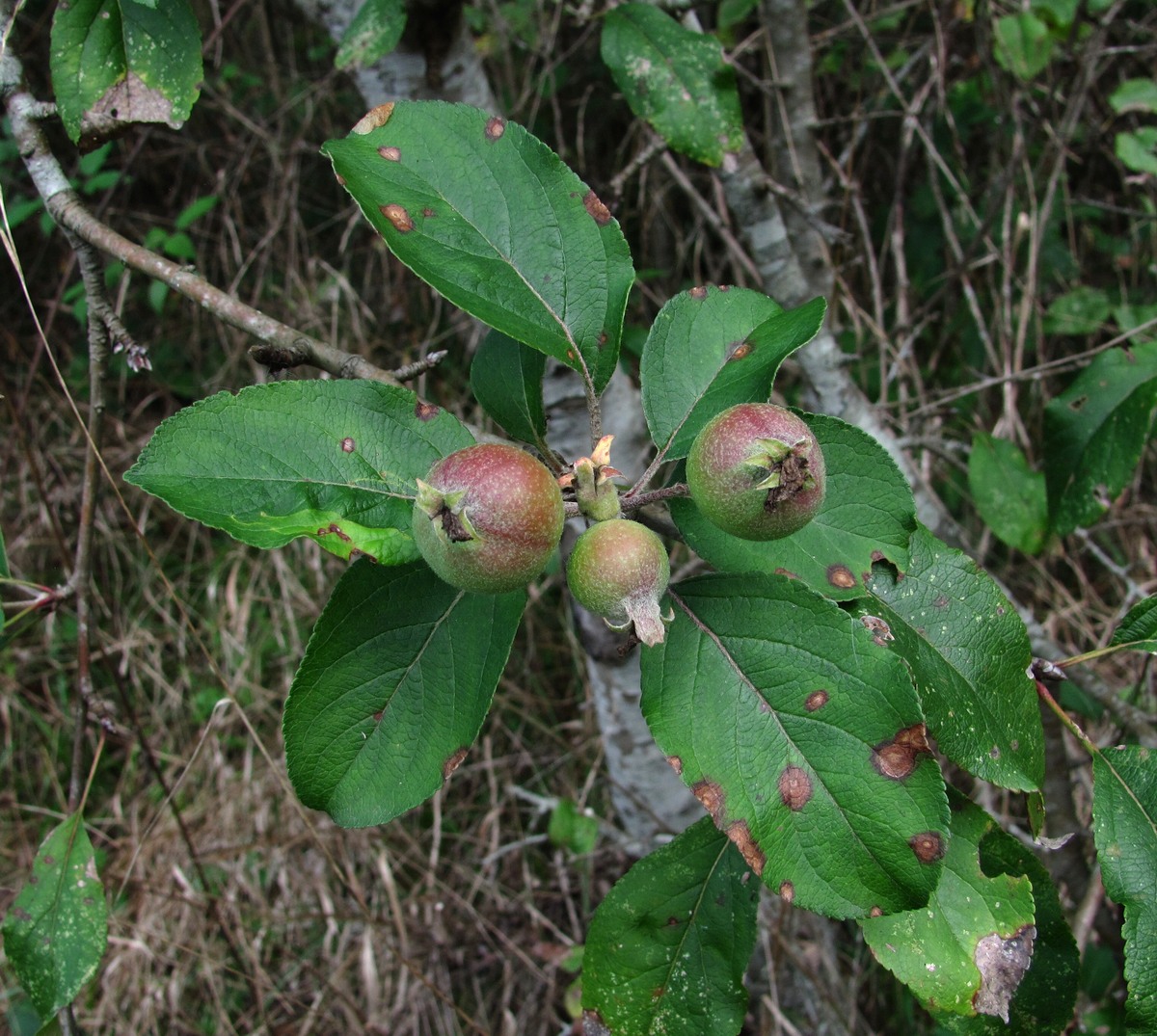 Image of Malus sylvestris specimen.