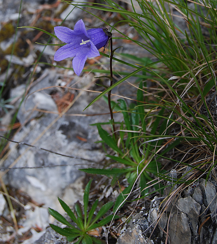 Image of Campanula dasyantha specimen.