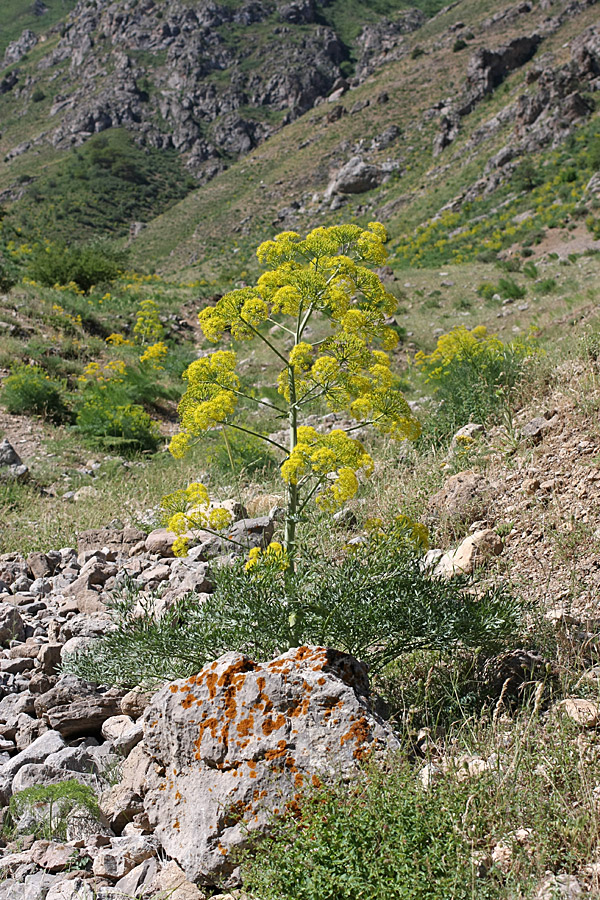 Image of Ferula penninervis specimen.