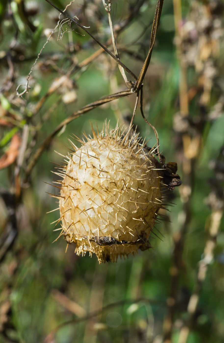 Изображение особи Echinocystis lobata.