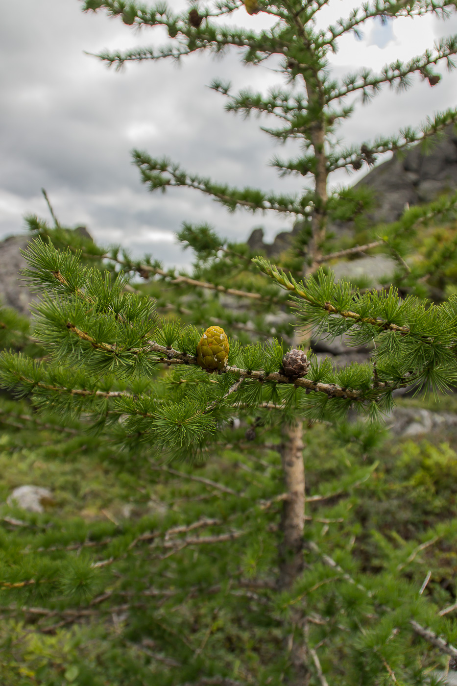 Image of Larix sukaczewii specimen.