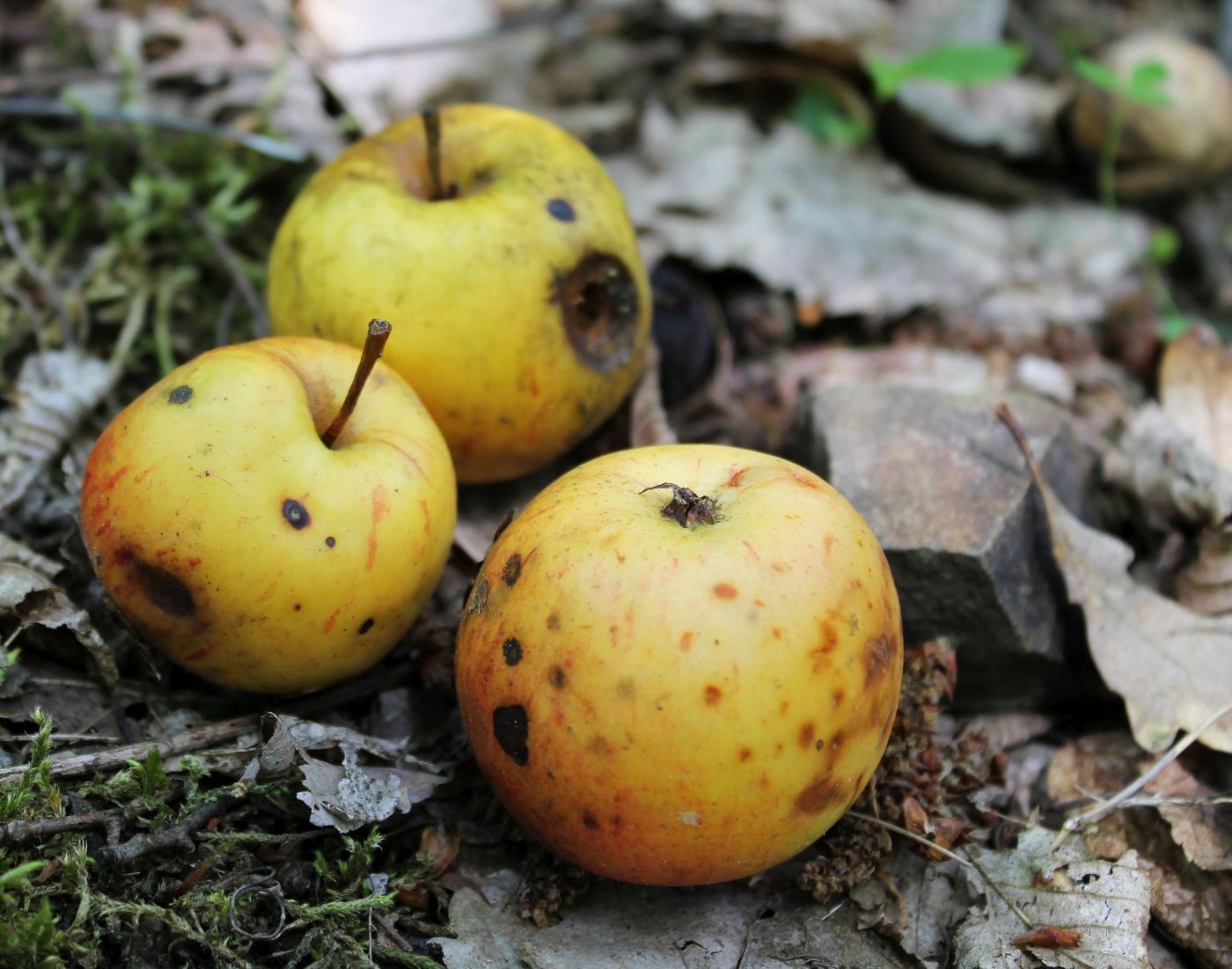 Изображение особи Malus orientalis.