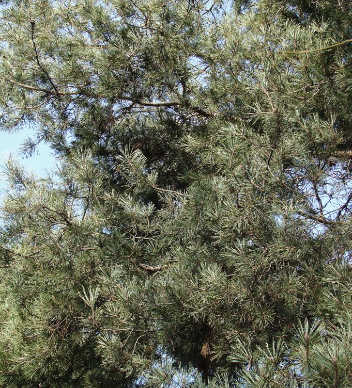 Image of Pinus sylvestris specimen.