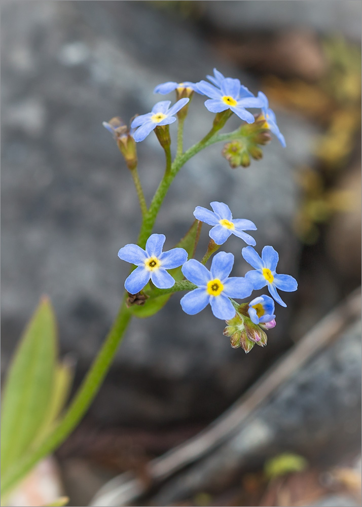 Изображение особи Myosotis palustris.