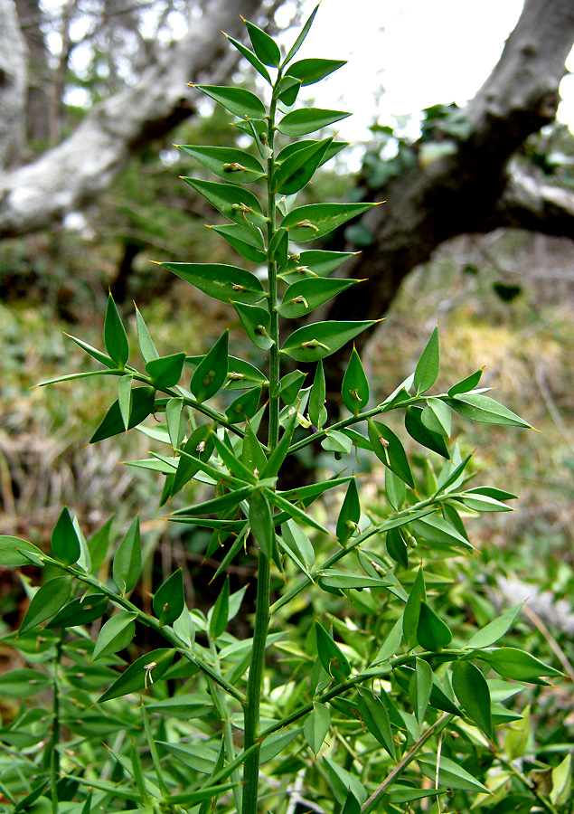 Изображение особи Ruscus aculeatus.