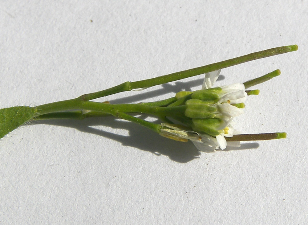 Изображение особи Arabis auriculata.