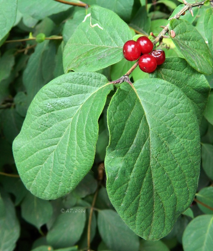 Image of Lonicera xylosteum specimen.