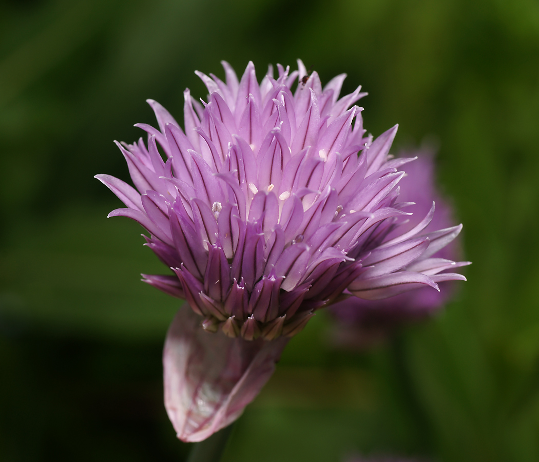 Изображение особи Allium schoenoprasum.