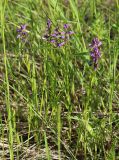 Polygala comosa