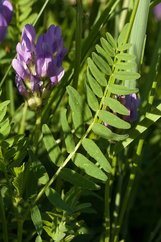 Image of Astragalus danicus specimen.