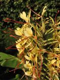 Hedychium gardnerianum. Верхушка соцветия. ФРГ, Нижняя Саксония, Ольденбург, ботанический сад Ольденбургского университета. 1 сентября 2007 г.