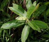 Salix cinerea. Листья на верхушке побега. Московская обл., Раменский р-н, окр. ж.-д. платформы Хрипань, залежь, противопожарная канава. 17.08.2016.