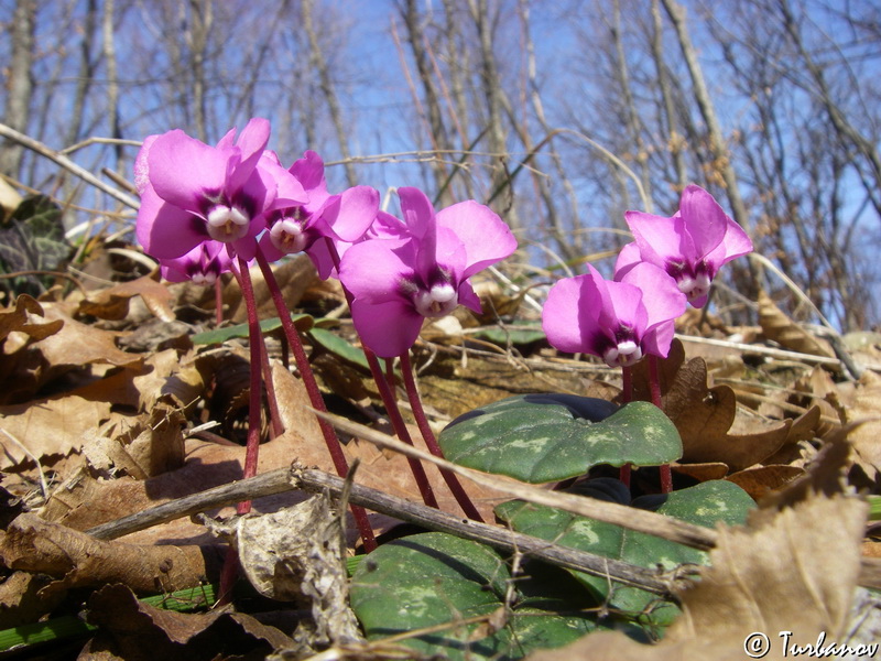 Изображение особи Cyclamen coum.