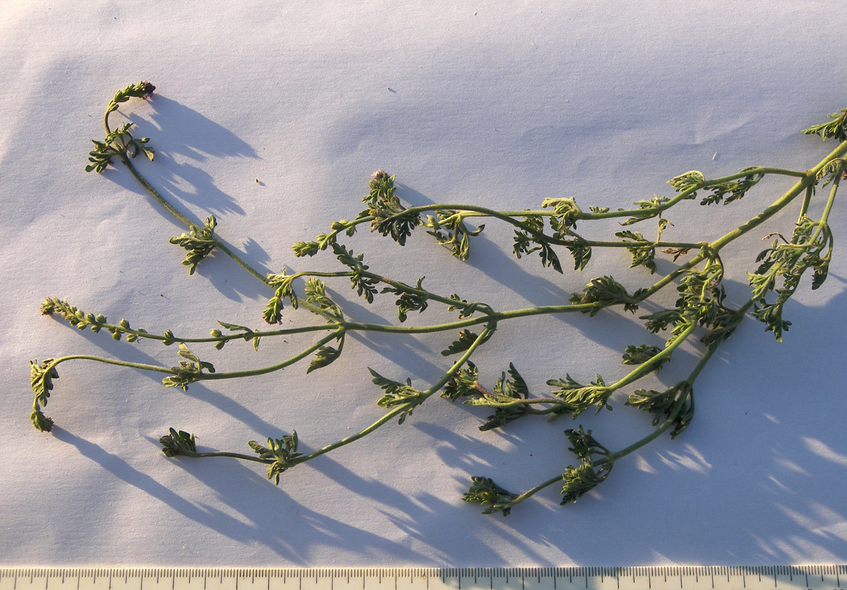 Image of Verbena supina specimen.