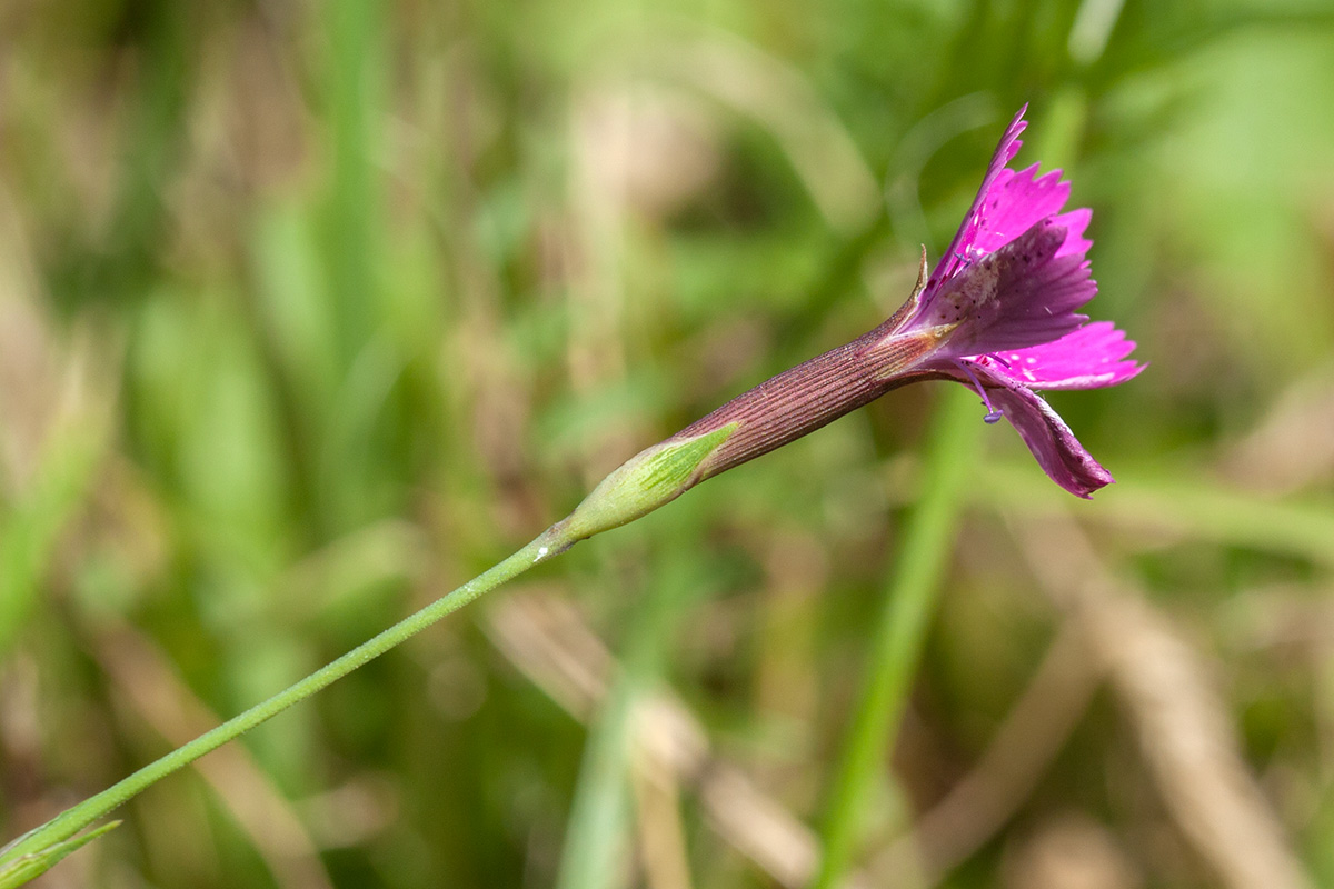 Image of Dianthus deltoides specimen.