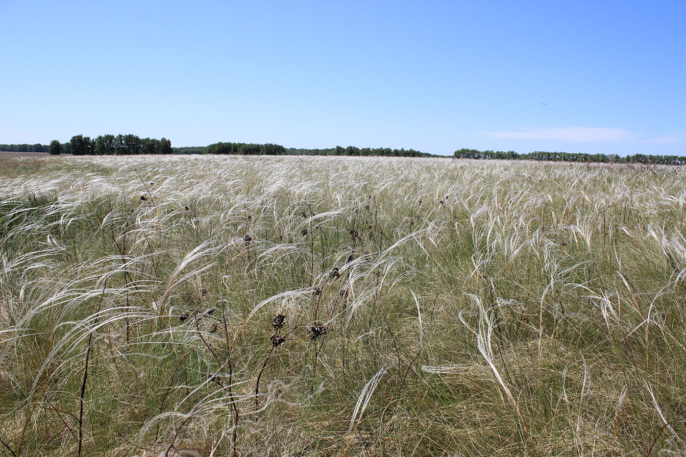 Изображение особи род Stipa.