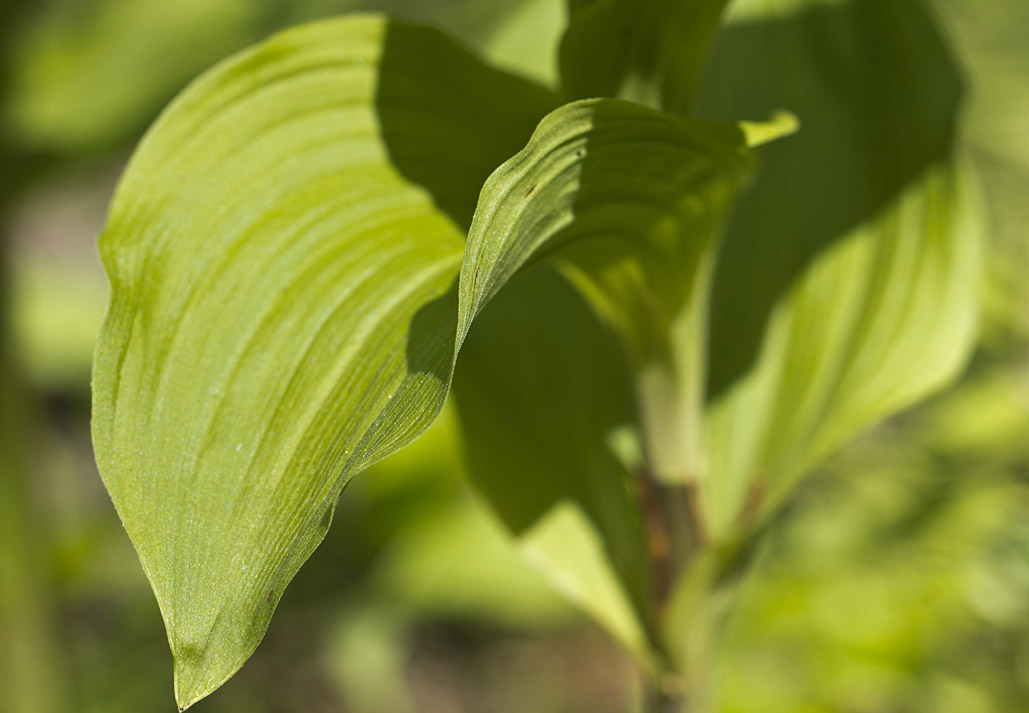 Image of Epipactis helleborine specimen.