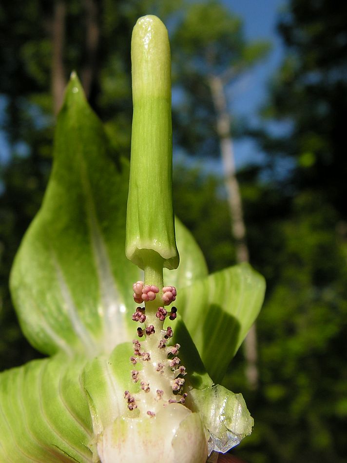 Изображение особи Arisaema amurense.