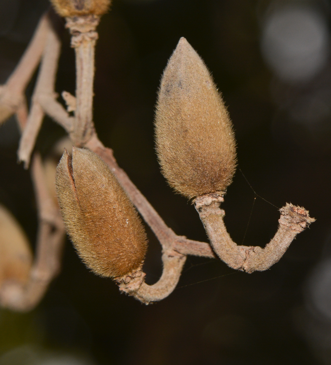 Image of Luehea divaricata specimen.