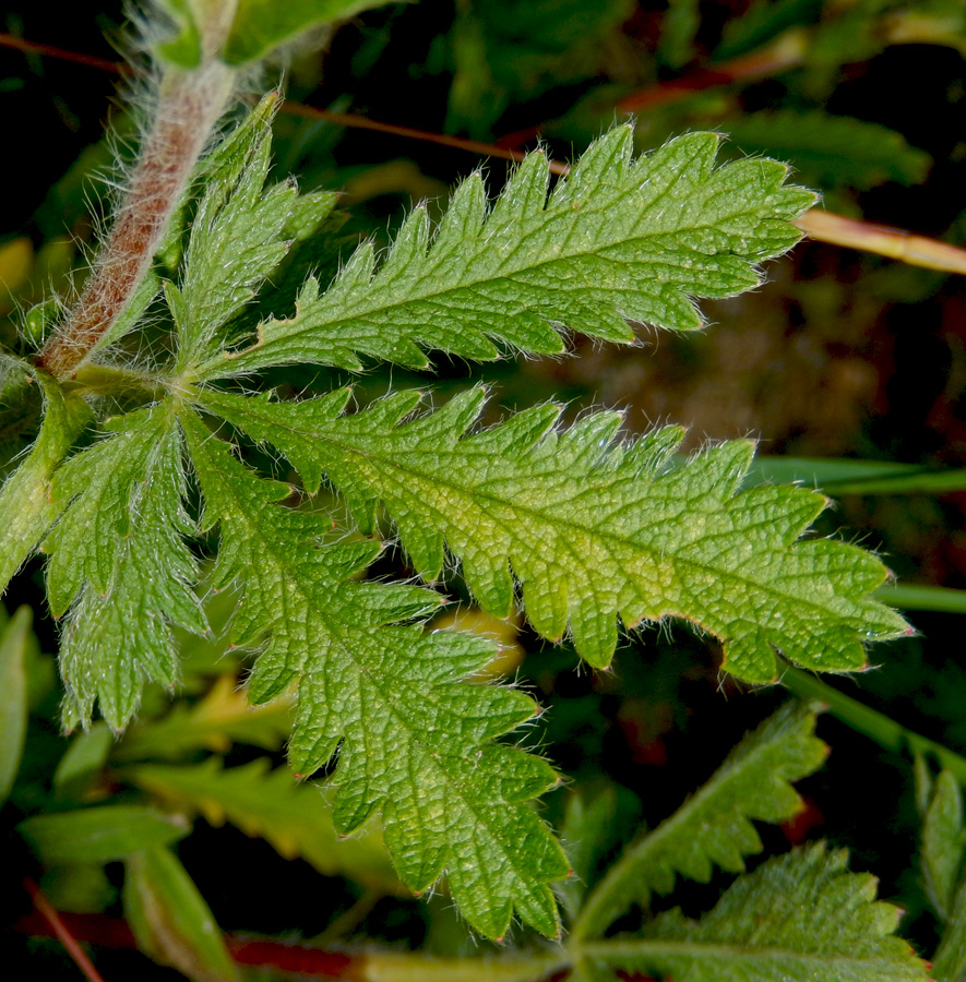 Image of Potentilla recta specimen.