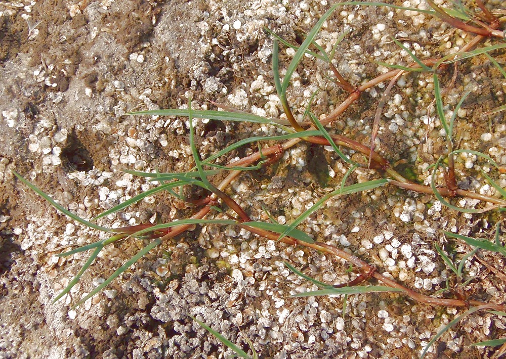 Изображение особи семейство Poaceae.