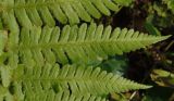 Dryopteris filix-mas