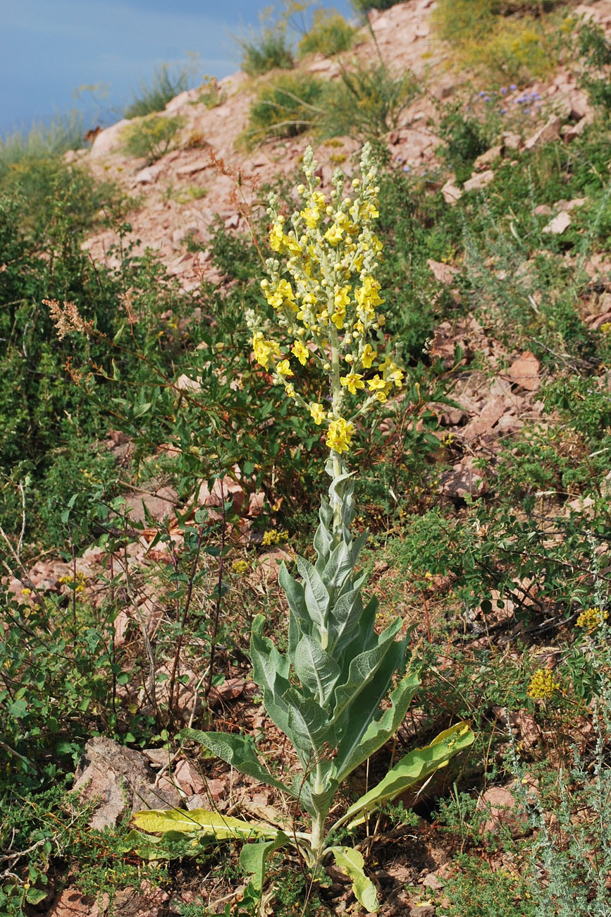 Изображение особи Verbascum songaricum.