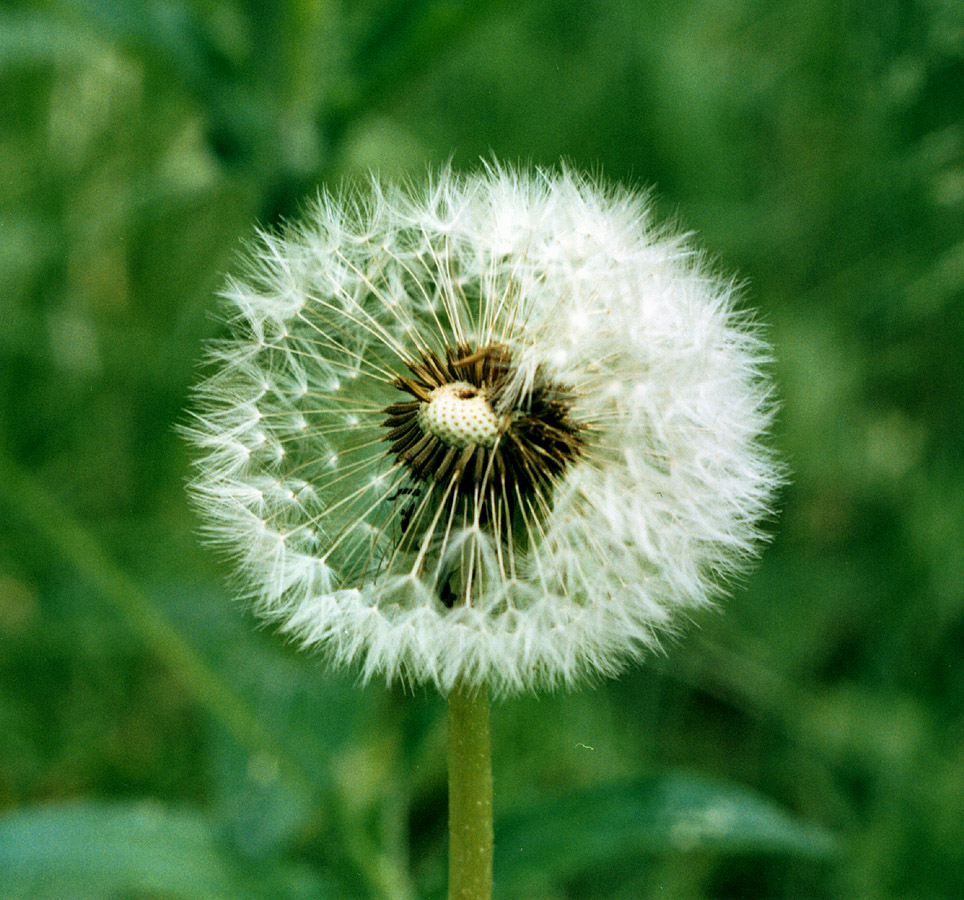 Image of Taraxacum officinale specimen.