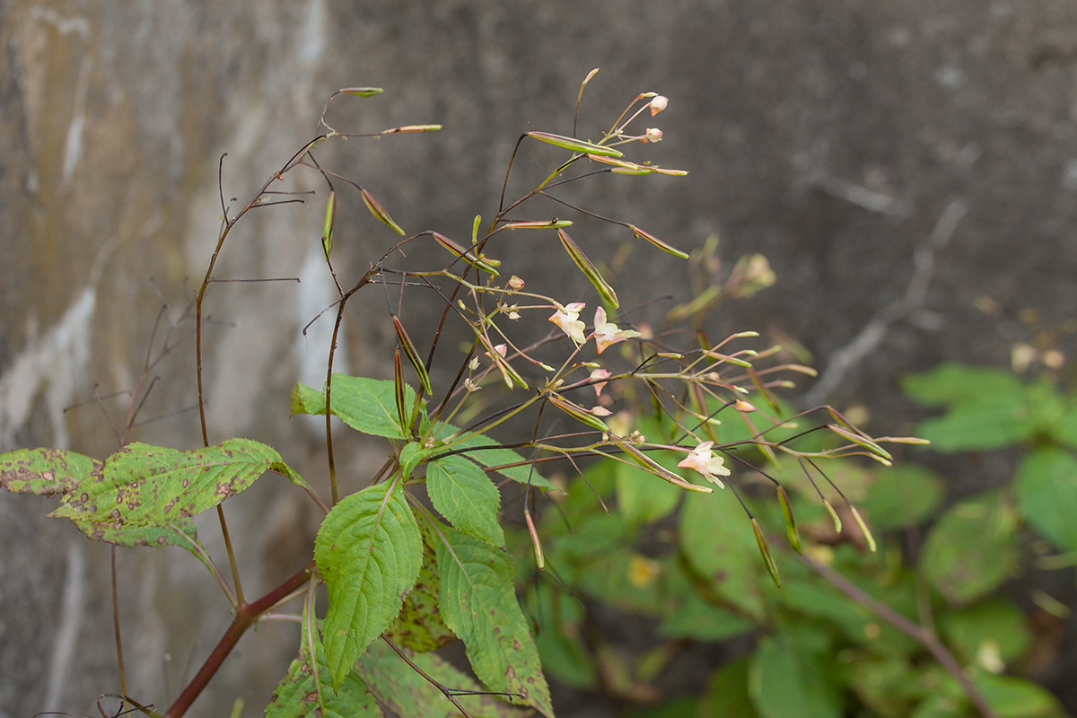 Image of Impatiens parviflora specimen.