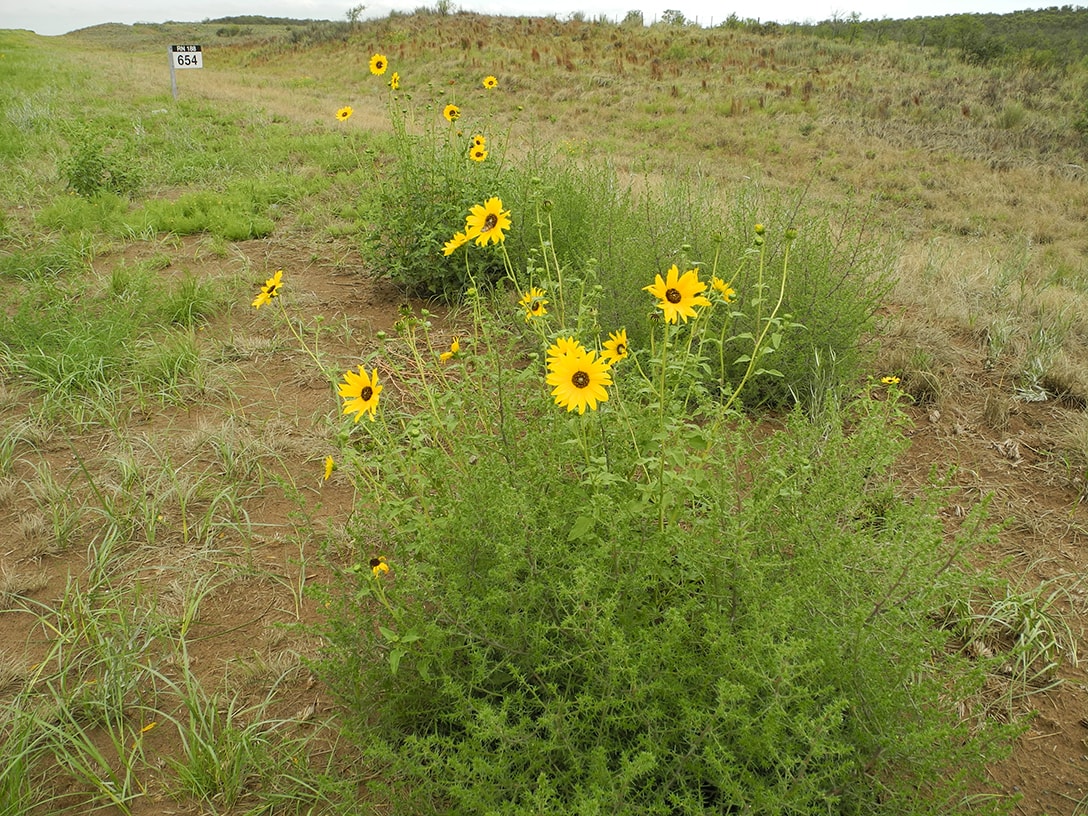 Изображение особи Helianthus petiolaris.