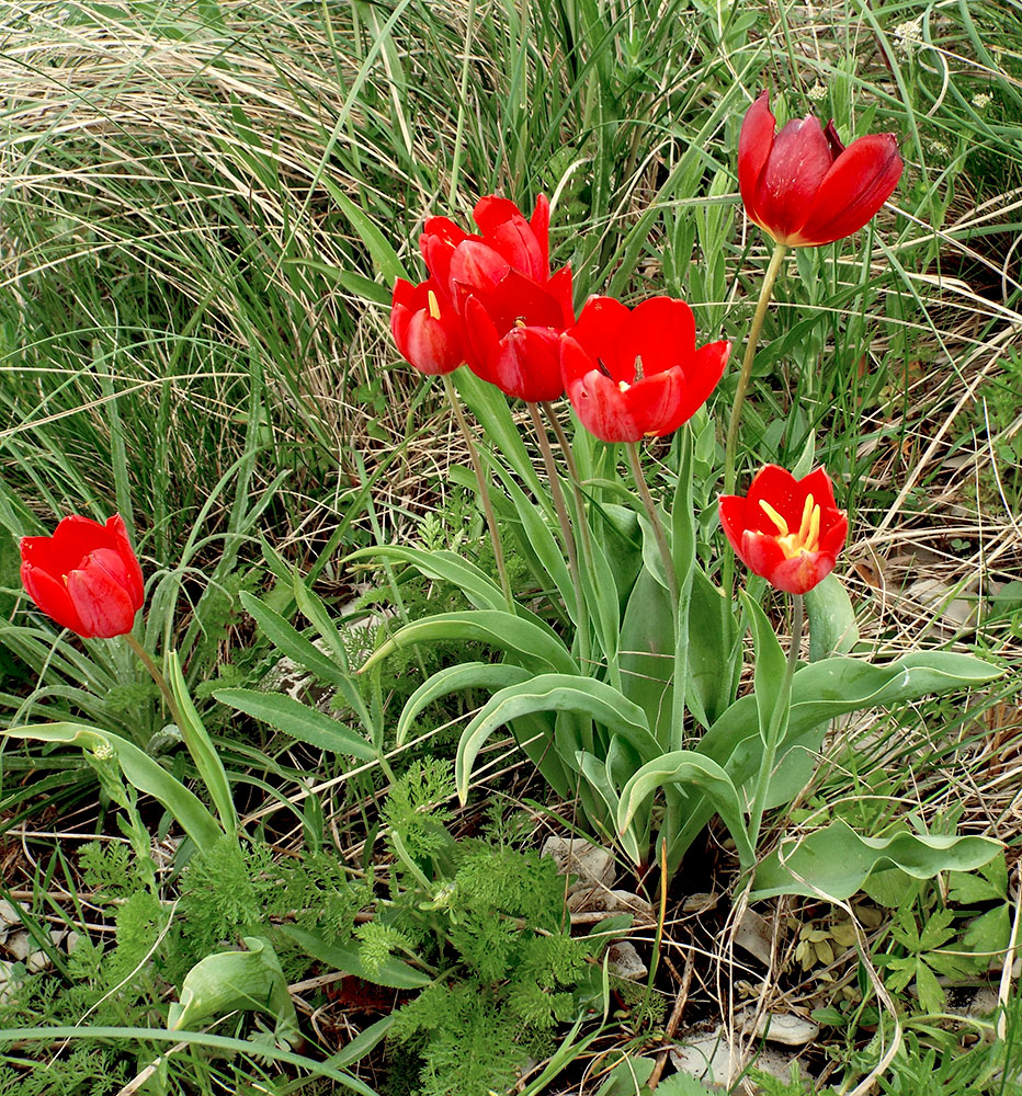 Image of Tulipa suaveolens specimen.