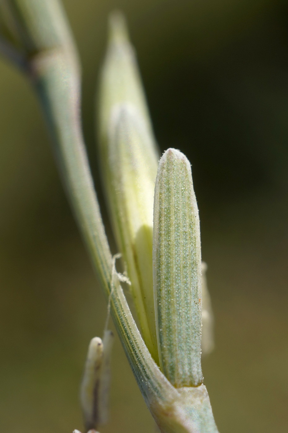 Изображение особи Elytrigia nodosa.