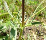 Valeriana tuberosa