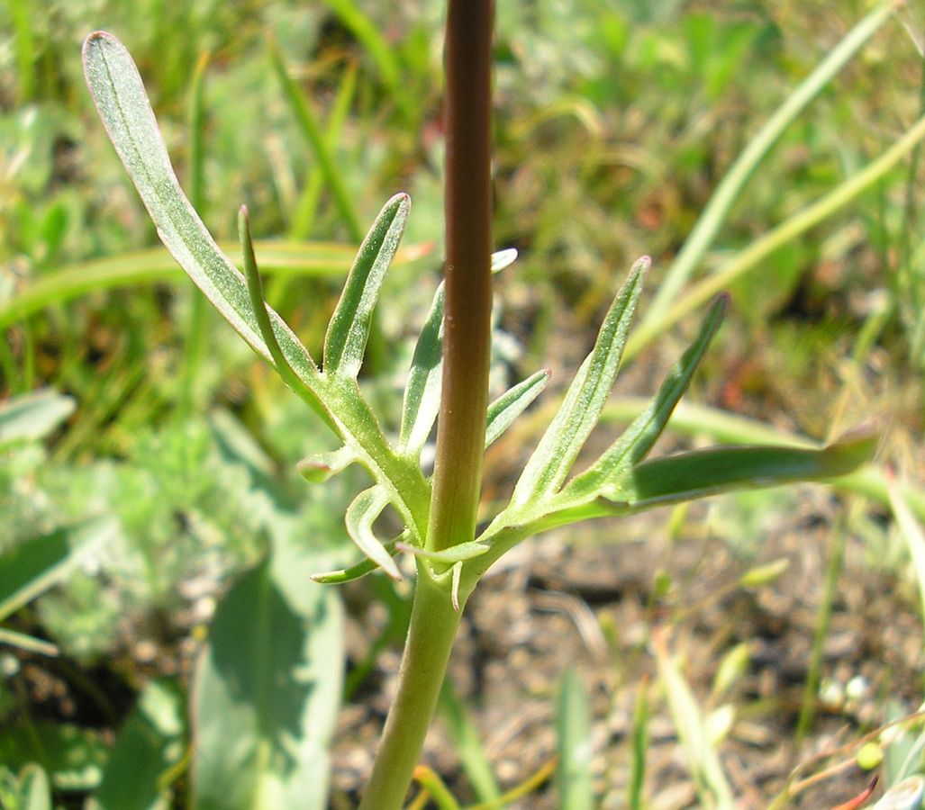 Изображение особи Valeriana tuberosa.