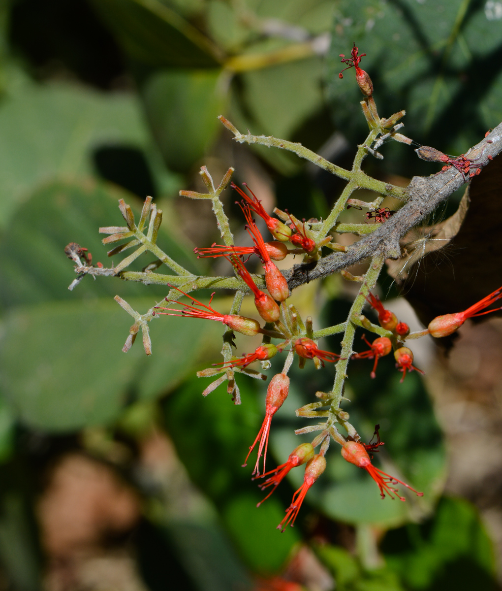 Image of Combretum microphyllum specimen.